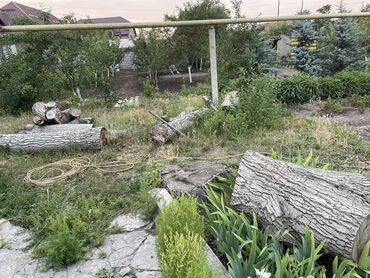 продать дрова оптом: Орех продам