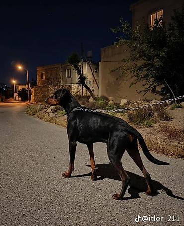 doberman itleri: Doberman — 2