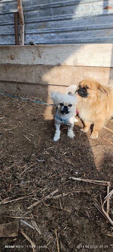 bakida cins ineklerin satisi: Pekines, 1 il, Erkek, Peyvəndli, Ünvandan götürmə, Pulsuz çatdırılma, Ödənişli çatdırılma