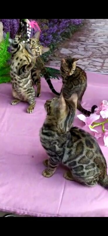 Продажа кошек: Бенгальские котята Проф.Питомник Бен Гла Мур предлагает.чудесных — 22