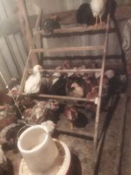 корм отход: Куплю | Куры, петухи