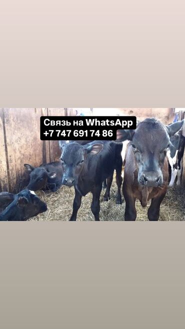 улактар сатылат: Бычки телята тёлучки +7)747)691)74)86) вотсап Бычки телята тёлки