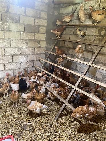 kend toyuqu: Salam Temizqan Lohman braun, fereleri Beceleri satilir, heynanlar sap — 4