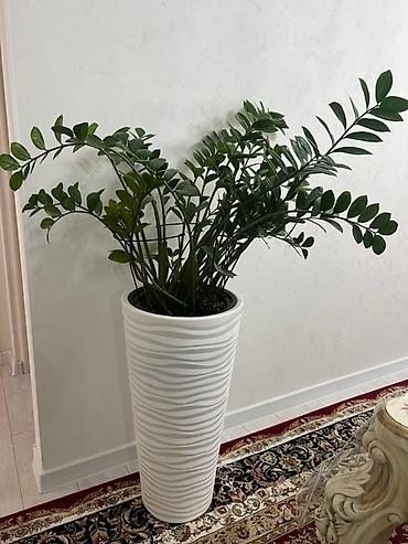 Монстеры: Монстера вариегатная (Monstera deliciosa variegata) — комнатное — 28