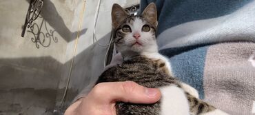 Pişiklər: Tabbi, Dişi, Yaxşı əllərə, Pulsuz çatdırılma — 20