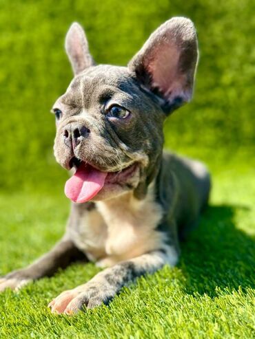 Psi: Odgajivačnica La Casa de Frida – FC Srbija Predstavlja prelepe štence — 5