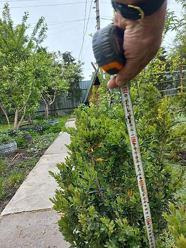 Самшит: Самшит (Buxus sempervirens) — саженцы и сформированные кусты для живых — 10