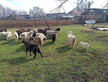 Козы, козлы: Продаю | Коза (самка), Козлёнок | Полукровка, Нубийская | На забой, Для разведения, Для молока | Племенные, Котные at lalafo.kg — 3 Козы, козлы: Продаю | Коза (самка), Козлёнок | Полукровка, Нубийская | На забой, Для разведения, Для молока | Племенные, Котные — 3