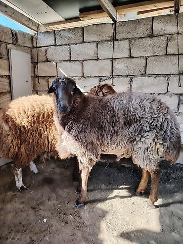 kənd təsərrüfatı heyvanları: 10 aylıq kok cins erkey heyvanlar satlir diri ceki 9 manat - — 4