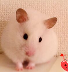 белые крысы: ПРОДАЮ СИРИЙСКИХ ХОМЯЧКОВ,А ТАК ЖЕ КЛЕТКИ,КОРМ,ОПИЛКИ,ПРОГУЛОЧНЫЕ
