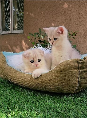 хочу купить кошку: Шотландские чистопородные котята. Scottish fold и Straight девочки — 1