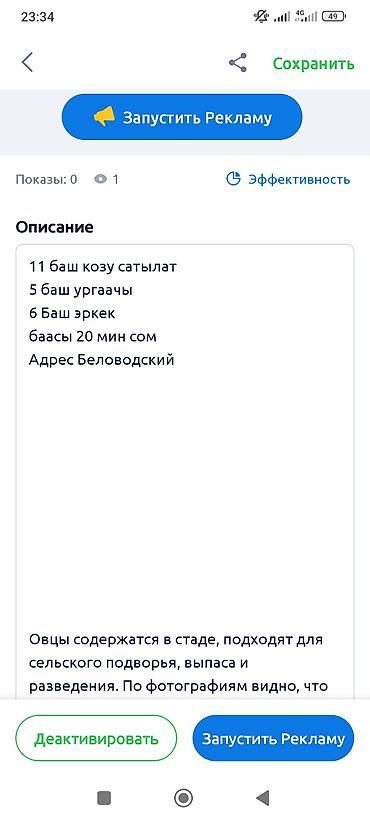 кой сойгуч: Продаю | Ягненок — 7