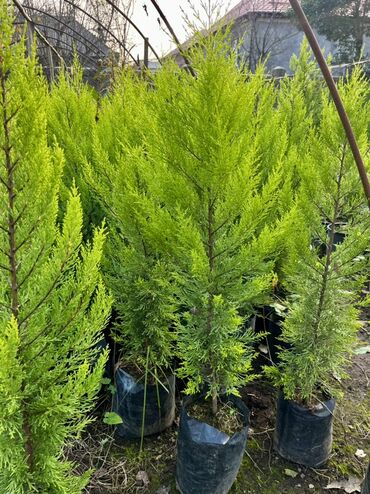 Tinglər: Məhsul: İynəyarpaqlı dekorativ ağac və xurma tingləri - Thuja/Kiparis — 3