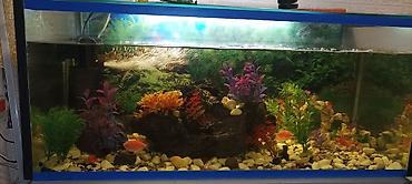 betta balıq: Şüşə akvarium – tam qurulu dekorativ dəst - Geniş düzbucaqlı şüşə — 2