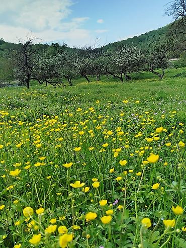 sahab mtk satilan evler: 48 sot, Kənd təsərrüfatı, Mülkiyyətçi, Bələdiyyə — 1