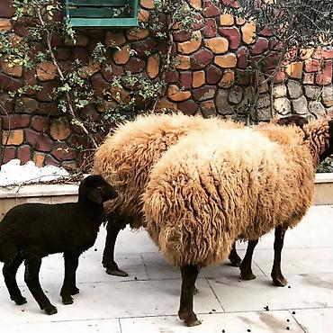 Qoyunlar, qoçlar: Qoyun və quzu dəsti - Növ: Yerli ətlik/yunlu qoyunlar - Tərkib: 2 ana — 6