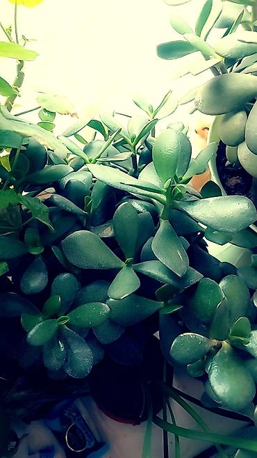 Отдам даром: Цветы от 50 сом и выше — 1