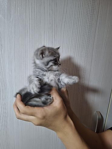 шотландский мышык: 1 айлык, Эркек, Боз, Лотокко барууга үйрөтүлгөн — 2