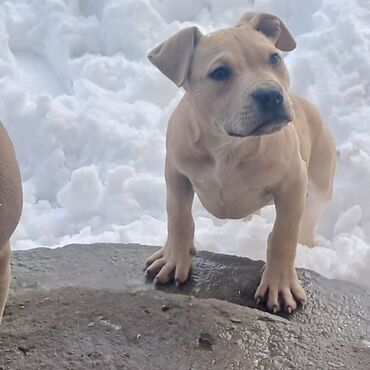 İtlər: Pitbul, 3 ay, Dişi, Peyvəndli, Ödənişli çatdırılma