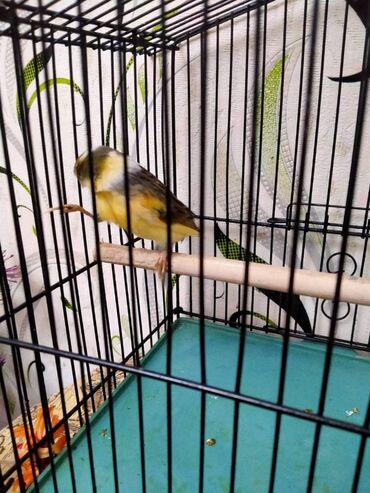 Bülbüllər: Salam. Bulbul satilir. 10 ayliqdi. Fevral ayinin qusudu. Oz qusumun -da lalafo.az — 5 Bülbüllər: Salam. Bulbul satilir. 10 ayliqdi. Fevral ayinin qusudu. Oz qusumun — 5