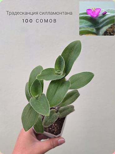 Комнатные растения: 💚 Комнатные растения (детки/молодые растения). 🪴 Названия и цены — 4