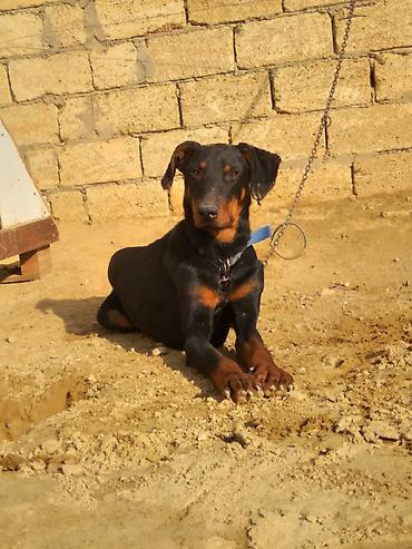 İtlər: Doberman, 9 ay, Erkek — 3