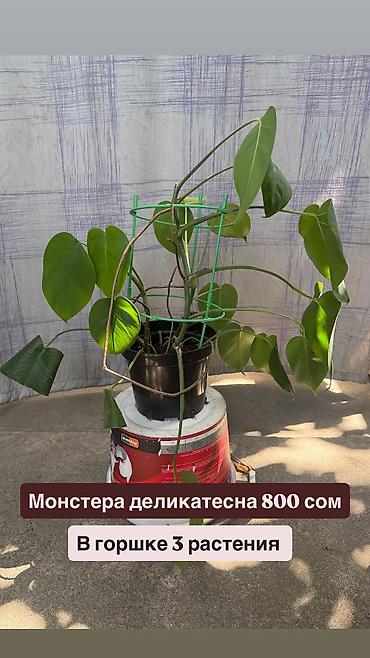dry monster: Монстера деликатесная Цена на фото. Молодое — 4