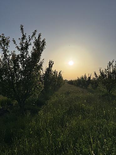 torpağ sahesi: 330 sot, Kənd təsərrüfatı, Kupça (Çıxarış) — 10