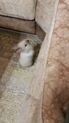 Gəmiricilər: Dovşan satklir 25 azn