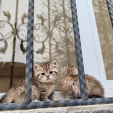 Pişiklər: Britan — 11