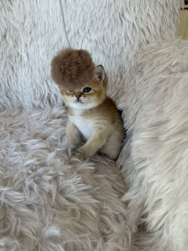 Pişiklər: Britan, Dişi, Ünvandan götürmə — 9