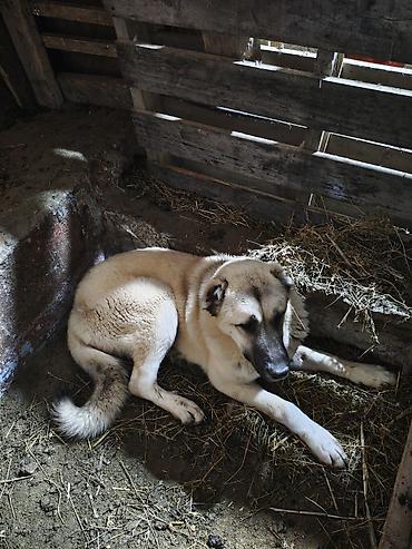 kangal satilik: Kanqal, 7 ay, Dişi, Peyvəndli — 5