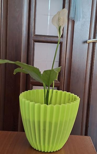 Spathiphyllum (Sülh Zambaqı) – otaq bitkisi - Növ: Spathiphyllum lalafo.az -da Spathiphyllum (Sülh Zambaqı) – otaq bitkisi - Növ: Spathiphyllum