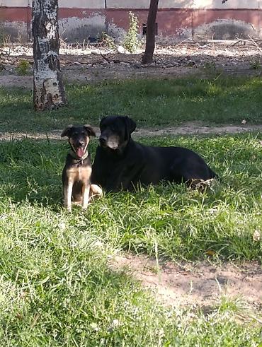 Другие услуги: 🐾 Лапки под присмотром — забота, как для своих.🐾 Я няня для ваших — 8