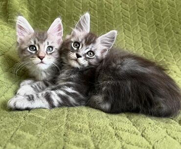 Kittens are now available for their new homes