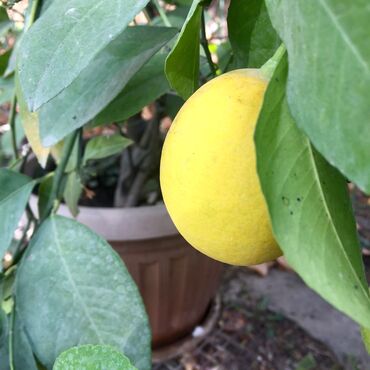 уголь сулюкта в бишкеке: Продам лимон. Хорошо плодоносит. Нахожусь в Джалалабаде