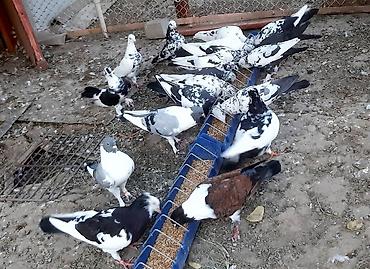 зоомагазин с животными: Пара штрассеры 1500 сом. Бакинские чили пара 800 — 7