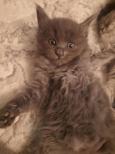 Продажа кошек: 🎁 Полностью домашние, к лотку и миске приучены (ну, почти — они — 14