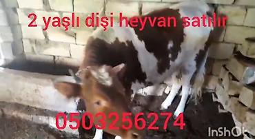 dana inek: Satışda: 2 yaşlı dişi heyvan (inek/dana). - Rəng: ağ-qəhvəyi ləkəli - — 1