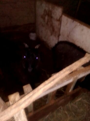 Козы, козлы: Продаю | Козлёнок | Для разведения — 1