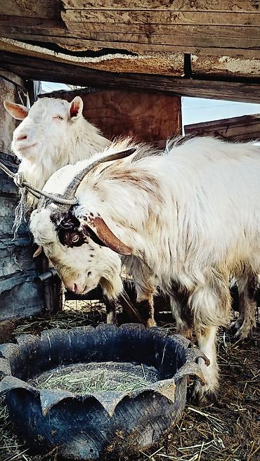 Козы, козлы: Продаю | Козёл (самец) | Полукровка | Для разведения | Осеменитель — 1