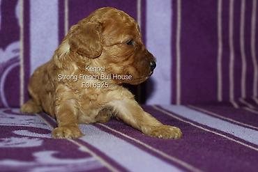 mačka prodaja: Registrovana odgajivacnica "Strong French Bull House " FCI 6525 ima u — 4
