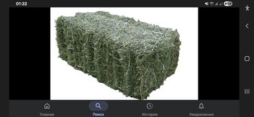 Корма для с/х животных: Беде сатам биринчи чабык 2000 дана 230 сом.новопокровка, сары