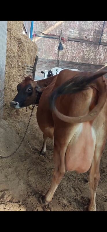 Inəklər, öküzlər: Inek 3 balasi dogub disi balaldir 4 ayliq disi duyesi var her saganda — 2