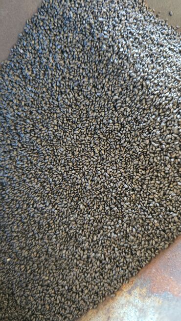 Кормовые растения: Семена кормовых растений: Эспарцет, Самовывоз, Платная доставка — 3