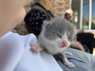 Pişiklər: Şotland, Erkək, Dişi, Yaxşı əllərə, Ünvandan götürmə — 7