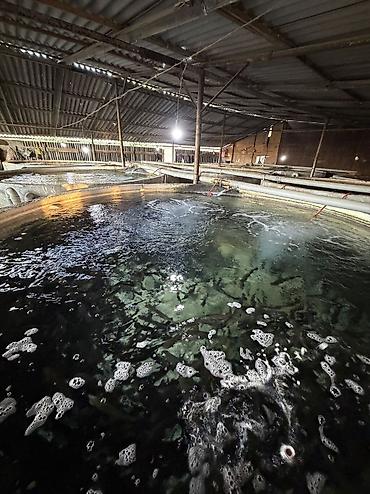 охотничий стол: Форель 100+ грамм 140 тысяч штук в наличии 85 сом штука. Бишкек — 2