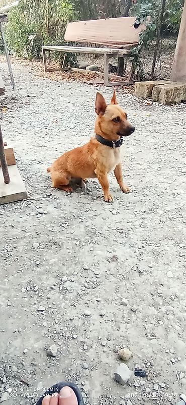 qafqaz coban itləri: Zvanok küçük dik Qulaq orginal parodiya Balaca ölçülü, qısa tüklü it - — 3