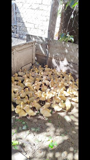 K/t heyvanları və malları: Salam tam sağlam Pekin kuban ordeklerdi 20 gunlukduler Ünvan masdaga — 2