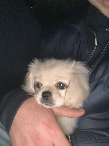xasgi it: Pekines, 4 ay, Erkək — 3